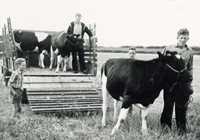 1957: Kreaturer fra Ungskue i Herning